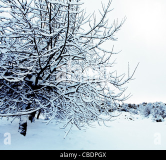 Bella foresta di inverno sfondo con alberi coperti di neve e natura della campagna in inverno Foto Stock