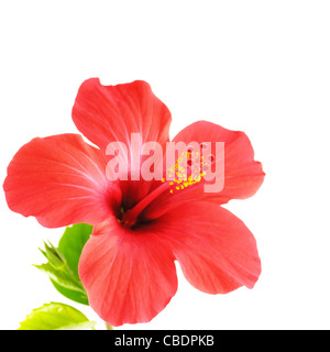Red amaryllis fiore di testa su sfondo bianco Foto Stock