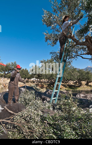 Le donne la raccolta di olive kalamata, vicino a Kardamyli nelle mani esterna, MESSINIA, PELOPONNESO Meridionale, Grecia Foto Stock