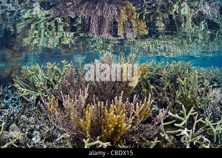 La Staghorn coralli, Acropora spp., competere con fast-growing gorgonie per lo spazio su una bassa scogliera di corallo in Indonesia in remoto. Foto Stock