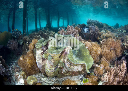 Una grande vongola gigante, Tridacna gigas, cresce in un poco profondo giardino di corallo, accanto ad un molo. Questa è una specie in via di estinzione. Foto Stock