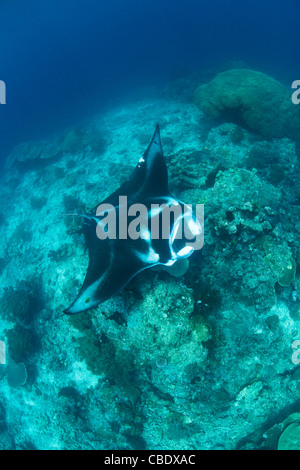 Una manta ray, Manta alfredi, visite una stazione di pulizia sulla parte superiore di un telecomando, oceanic pinnacle. Questa specie è stata divisa in due parti. Foto Stock