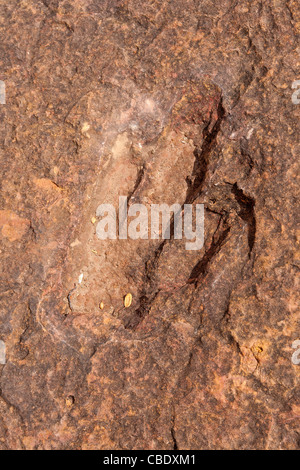 Footprint di dinosauri a Torotoro parco nazionale in Bolivia (velociraptor o più generalmente dalla famiglia Coelurosaur)-cretaceo Foto Stock