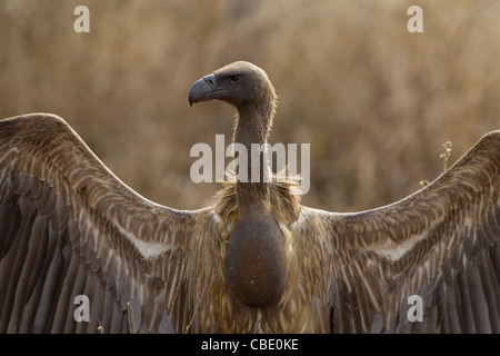 Questi incredibili uccelli hanno uno dei migliori luoghi di interesse agli occhi del mondo. Foto Stock