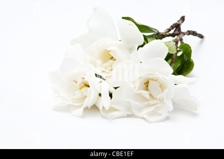 Close-up di gardenia (gardenia jasminoides) su sfondo bianco Foto Stock