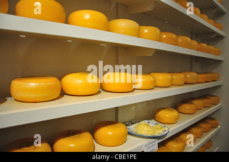 Artigianale di formaggio Gouda ruote su rack, Reguliersbreestraat, Amsterdam, Olanda settentrionale, il Regno dei Paesi Bassi Foto Stock