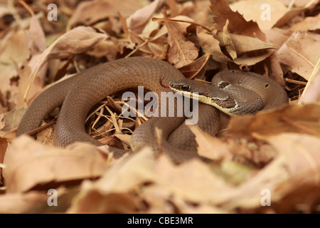 Coin-contrassegnato Snake (Hemorrhois nummifer syn Coluber nummifer) AKA corridore asiatici o moneta snake. Fotografato in Israele nel novembre Foto Stock