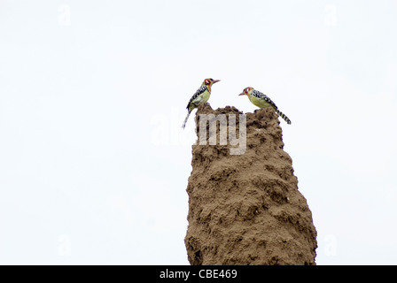 Rosso-giallo (Barbet Trachyphonus erythrocephalus) seduti su un termite hill. Fotografato in Etiopia, Valle dell'Omo Foto Stock