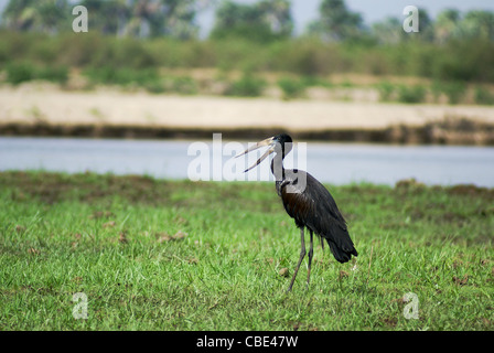 Openbill africana stork (Anastomus lamelligerus) fotografato in Tanzania Foto Stock
