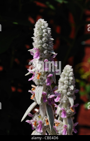 Stachys byzantina o agnello l orecchio Foto Stock