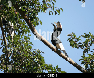 Un uccello maschio denominato 'Silver-cheeked Hornbill' su una fronda in Uganda (Africa) Foto Stock