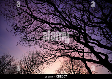 Inverno alberi stagliano contro un cielo di sera. Foto Stock