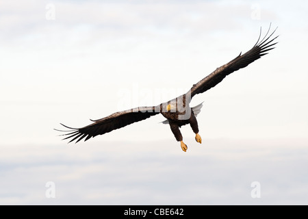 White-tailed Eagle (Hailaeetus albicilla), Nord Europa Foto Stock