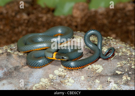 Anello serpente a collo alto Diadophis punctatus Catalina Pima County, Arizona, Stati Uniti 4 ottobre adulto Colubridae Foto Stock