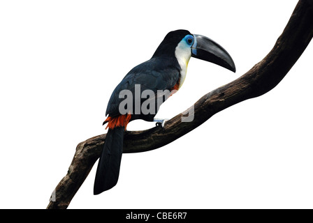 Popolare South American Bird - Toucan, seduto su un ramo Foto Stock