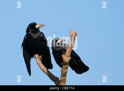 Coppia di Carrion Crows (Corvus Corone) appollaiato sul ramo Foto Stock