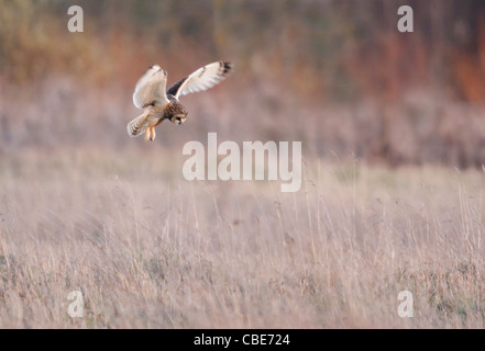 Wild Short Eared Owl passando sulla preda su terreni accidentati praterie in Leicestershire Foto Stock