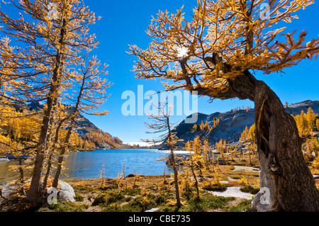 Alpine larici di perfezione e Lago di incantesimi, Alpine Lakes Wilderness, Washington. Foto Stock