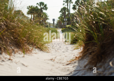 Percorso sabbioso circondato da piante di dune sulla Spiaggia di Jacksonville, Florida Foto Stock