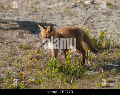 Rosso giovane volpe (Vulpes vulpes) annusando un fiore. Foto Stock