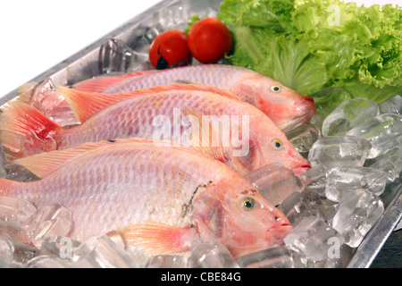 Fresco pesce rosso su ghiaccio Foto Stock