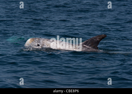 Risso (Dolphin Grampus griseus) di riporto. Monterey, California, Oceano Pacifico. Foto Stock