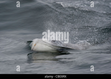 Risso (Dolphin Grampus griseus) di riporto. Monterey, California, Oceano Pacifico. Foto Stock