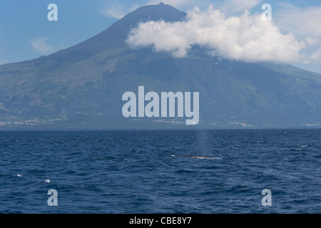 La balenottera, Balaenoptera physalus, pavimentazione con isola Pico in background. Azzorre, Oceano Atlantico. Foto Stock