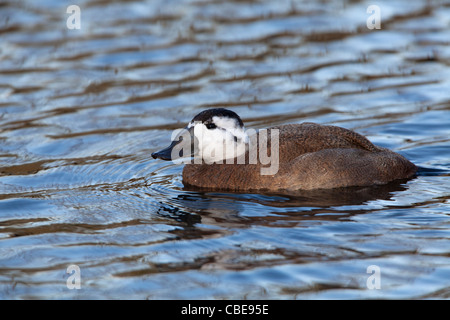 Bianco-guidato Duck Oxyura leucocephala maschio adulto nuoto Foto Stock