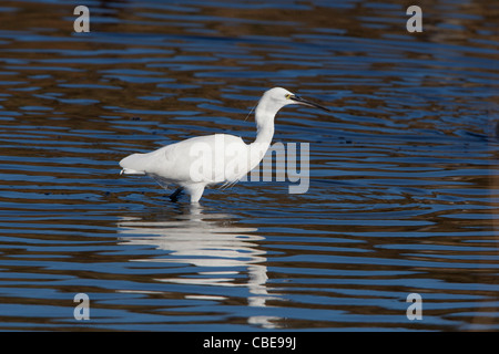 Garzetta Egretta garzetta guadare in acqua poco profonda Foto Stock