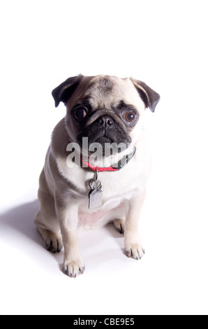 A dieci mesi di vecchia Cina Pug cane su un tasto alto sullo sfondo. Foto Stock