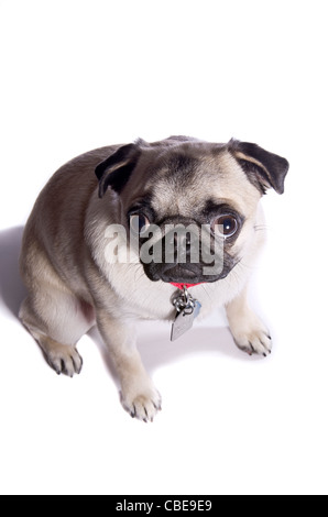 A dieci mesi di vecchia Cina pug cane su un tasto alto sullo sfondo. Foto Stock