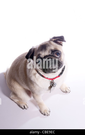 A dieci mesi di vecchia Cina pug cane su un tasto alto sullo sfondo. Foto Stock