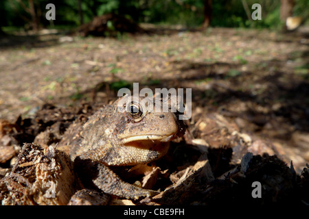 Una vista frontale closup del Bufo americanus noto anche come un rospo Fowlers e giardino comune rospo. Foto Stock