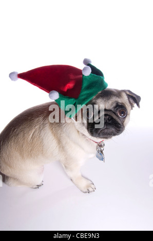 A dieci mesi di vecchia Cina pug dog indossando un cappello ELF. Foto Stock