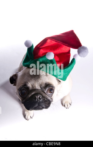 A dieci mesi di vecchia Cina pug dog indossando un cappello ELF. Foto Stock