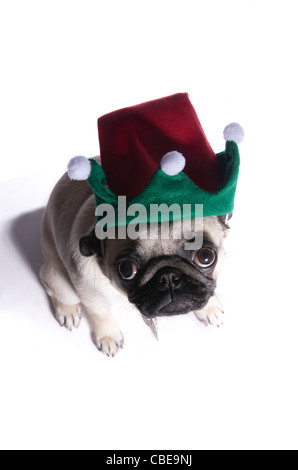 A dieci mesi di vecchia Cina pug dog indossando un cappello ELF. Foto Stock