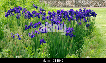 Iris siberiano in piena fioritura. Foto Stock