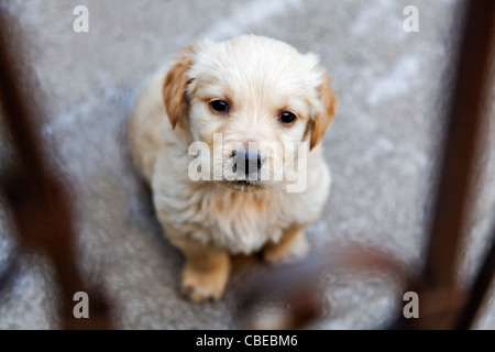 Faccina triste simpatico Labrador golden retriever cucciolo cercando attraverso le ringhiere come posseduto come un prigioniero Foto Stock