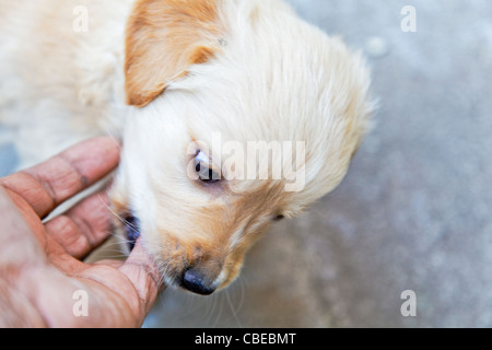 Arrabbiato ma giocoso Labrador golden retriever cucciolo mordere un mans dita, paesaggio orizzontale con margini di ritaglio e spazio di copia Foto Stock