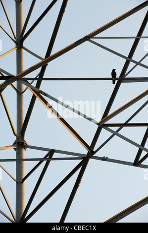 Bird seduto su un Indian telecommunications tower astratta. India Foto Stock