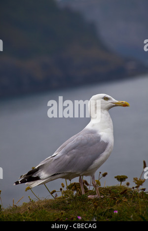 Seagull su di un promontorio in Torquay Foto Stock