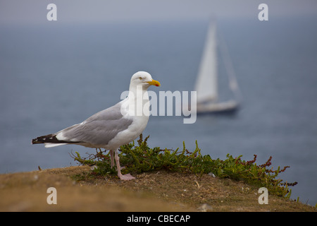 Seagull e yacht da un promontorio in Torquay Foto Stock