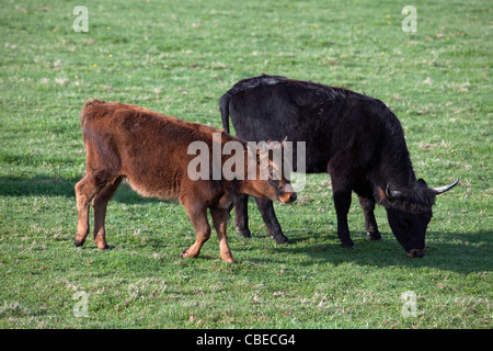 Ricreato uro, Heck Bovini (Bos primigenius primigenius). Mucca e vitello su un prato. Foto Stock