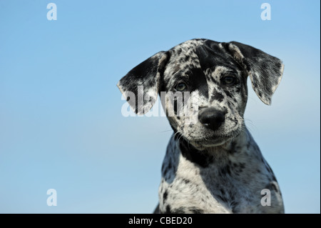 Louisiana Catahoula Leopard Dog (Canis lupus familiaris). Ritratto di un cucciolo. Foto Stock