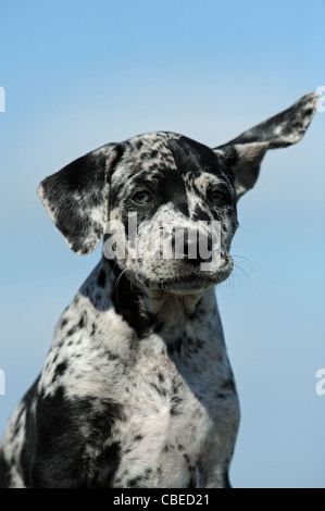 Louisiana Catahoula Leopard Dog (Canis lupus familiaris). Ritratto di un cucciolo. Foto Stock