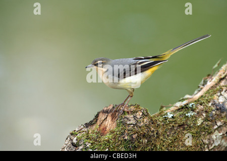 Grigio Grigio Wagtail (Motacilla cinerea). Bambino in piedi su un registro di muschio. Foto Stock