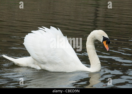 Cigno Cygnus olor, Ali metà sollevato o musicista di strada a minacciare il display, Sheffield Canal, REGNO UNITO Foto Stock