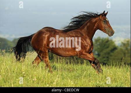 Quarter Horse (Equus caballus ferus). Bay stallone in un galoppo su un prato. Foto Stock