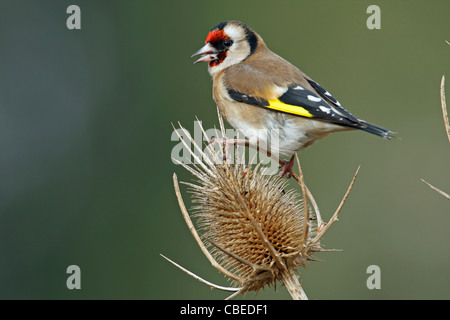 Cardellino europeo (Carduelis carduelis). Alimentazione adulto su teasel seme head. Foto Stock